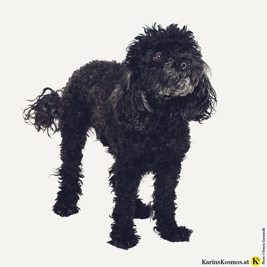 Ein schwarzer Toypudel freut sich auf den Urlaub.