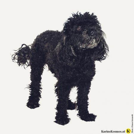 Ein schwarzer Toypudel freut sich auf den Urlaub.