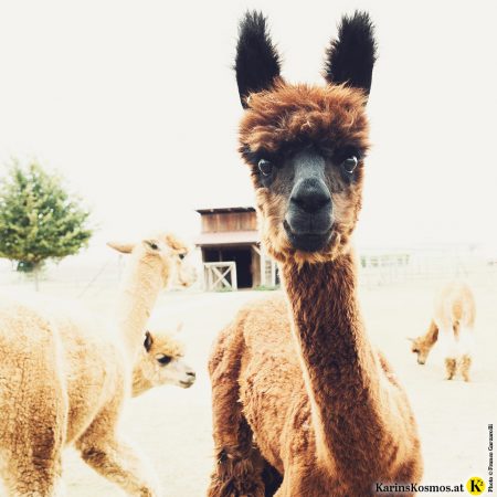 Alpakas sind wirklich sehr süß. Hier ein Foto von einem Alpaka.